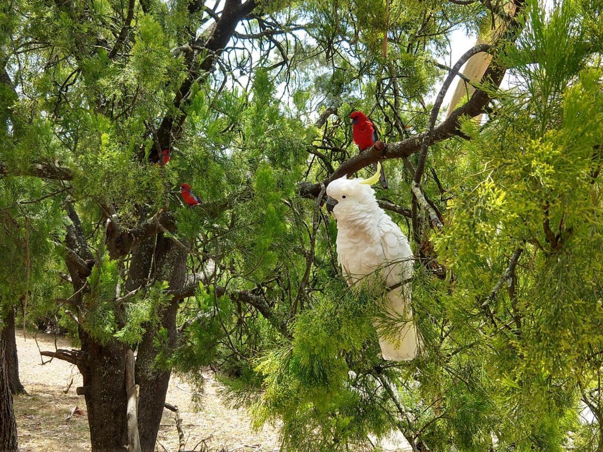 Cockatoo Cabin Halls Gap Bagian luar foto
