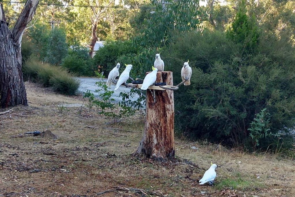 Cockatoo Cabin Halls Gap Bagian luar foto