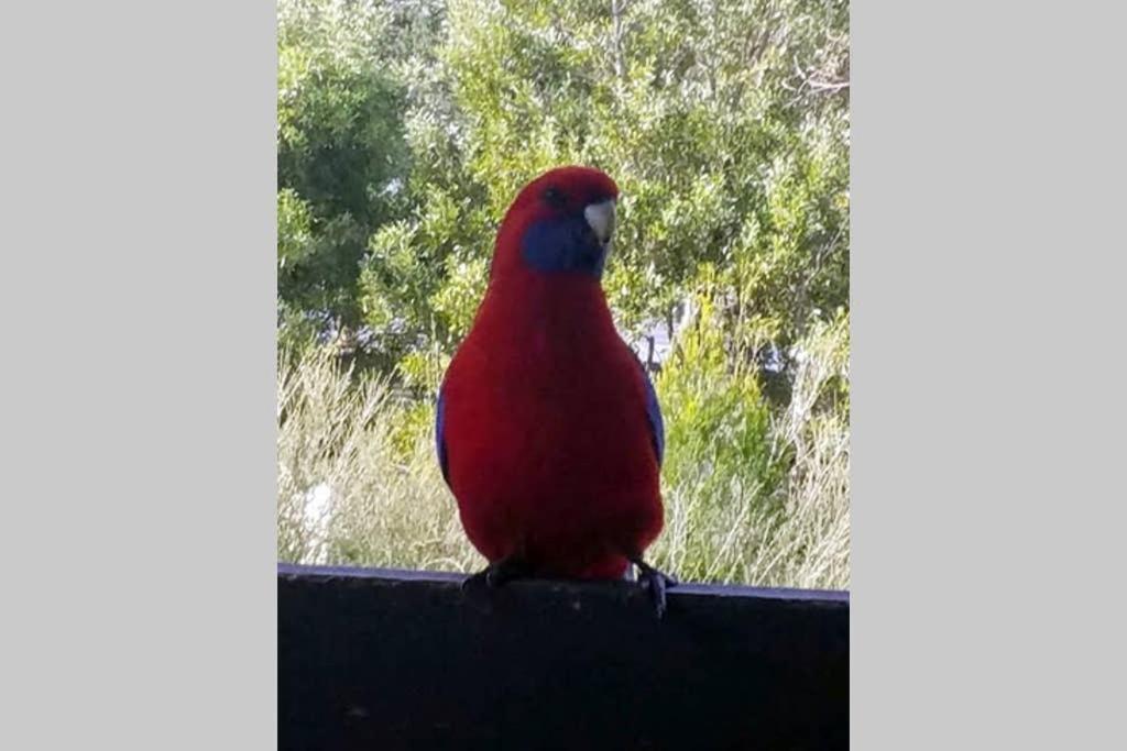 Cockatoo Cabin Halls Gap Bagian luar foto
