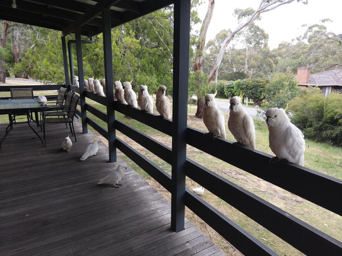 Cockatoo Cabin Halls Gap Bagian luar foto