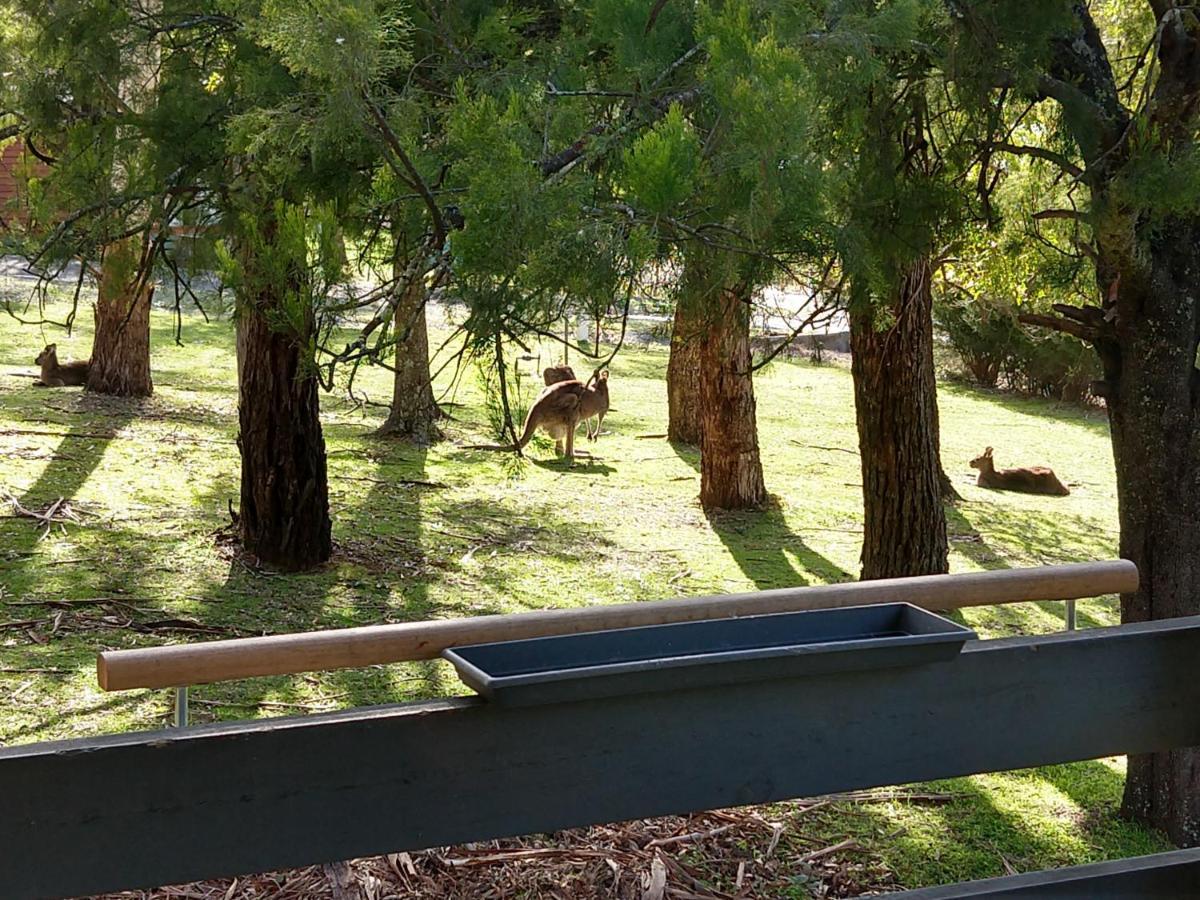 Cockatoo Cabin Halls Gap Bagian luar foto